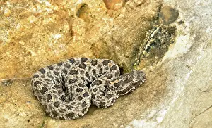 Pigmy: Pigmy Rattlesnake
