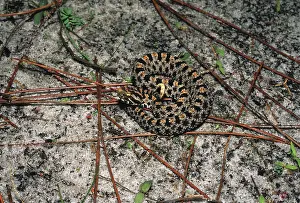 Needles: Pigmy Rattlesnake