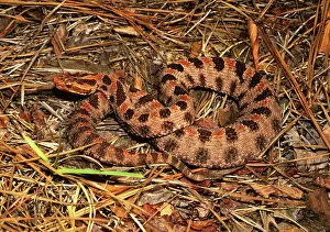 Pigmy: Pigmy Rattlesnake