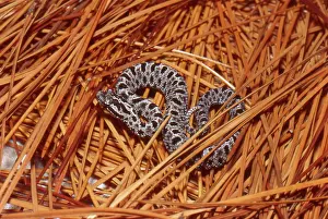 Needles: Pigmy Rattlesnake
