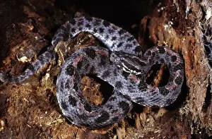 Pigmy: Pigmy Rattlesnake