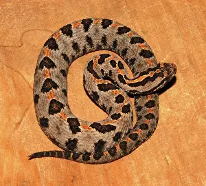 Pigmy: Pigmy Rattlesnake (Sistrurus miliarius)