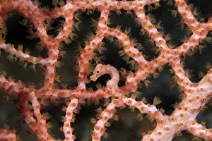 Hippocampus: Pigmy seahorse Hippocampus Denise, camouflaged on the branch