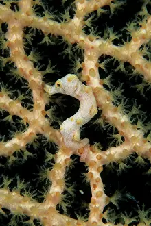 Hippocampus: Pigmy seahorse Hippocampus Denise, camouflaged on the branch