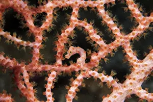 Corals: Pigmy seahorse Hippocampus Denise, camouflaged on the branch