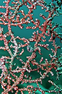 Fans: Pigmy Seahorse - living in seafans of similar colour