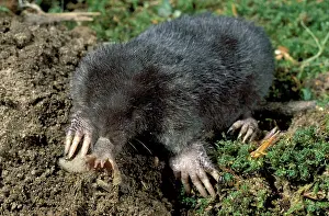 Burrows: The Pigmy Shrew (Microsorex hoyi) is approximately