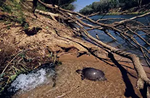 Insculpta: Pignose Turtle