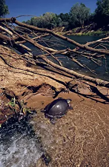 Insculpta: Pignose Turtle