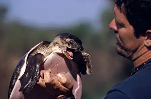 Insculpta: Pignose Turtle