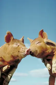 Nuzzling: Pigs