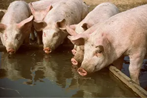 Farmyards: PIGS - drinking from trough