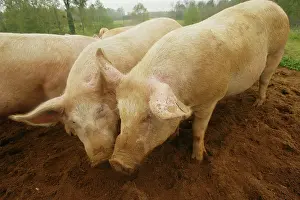Elevage: Pigs - Elevage 'Large white'