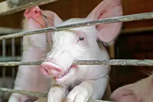 Piglet: Pigs - in farm