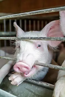 Piglet: Pigs - in farm