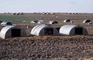 Ardea London: PIGS - free range