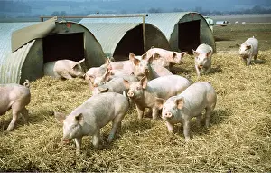 Sties: PIGS - Free range farming