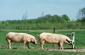 Trough: Pigs - free range pigs drinking from drinks trough