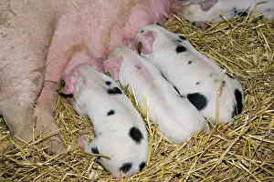Gloucester: Pigs - Gloucester Old Spot piglets sucking from sow