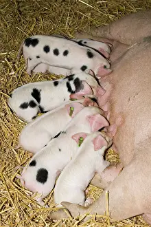 Gloucester: Pigs - Gloucester Old Spot piglets sucking from sow
