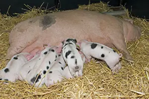 Gloucester: Pigs - Gloucester Old Spot piglets sucking from sow