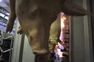 Hung: Pigs hanged before their entry into the flaming oven Rodez
