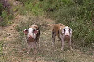 Viewed: Pigs kept in free range husbandry, Greece, Europe