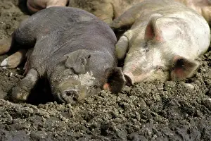 Hogs: Pigs laying in mud
