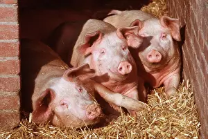Sties: PIGS - three looking out of sty