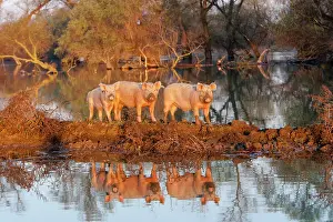 Flooding: The pigs of Maliuc, Domestic animals often