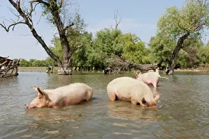 Flooding: The pigs of Maliuc, Domestic animals often