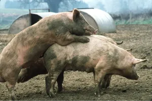 Penis: PIGS - MATING