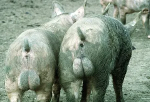 Dirty: Pigs - two muddy backsides and testicles