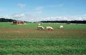 Pastoral: PIGS - outdoors, in field