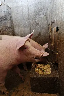 Landforms: Pigs in a piggery farm-inn Felzach Vosges