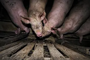 Scaring: Pigs in a piggery farm-inn Vosges France