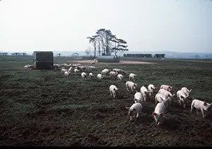 Piglet: PIGS - piglets on free range farm