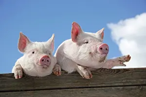 Hooves: PIGS. Piglets looking over door