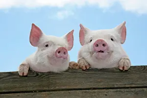 Nose: PIGS. Piglets looking over door