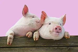 040718: PIGS. Piglets looking over door / fence. One speaking