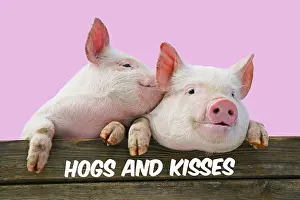 Secret: PIGS. Piglets looking over door. One speaking