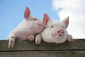 Pigs: PIGS. Piglets looking over door. One speaking