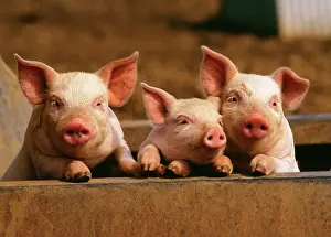 Sties: Pigs - three piglets in row