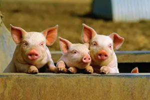 Sties: PIGS - piglets x three peering over wall
