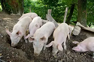 Auberge: Pigs reared outdoors Ferme Auberge des Buissonets