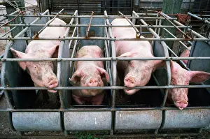 Pens: PIGS - In rearing pens
