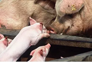 Piglet: PIGS - Sow and piglets