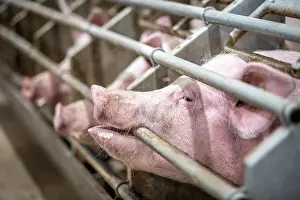 Pigs: Pigs (Sus) in a stall poking their snout through