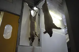 Hung: Pigs suspended in a pork slaughter Rodez France