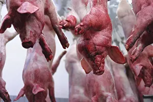 Connective: Pigs suspended by their posteriors after bleeding Rodez